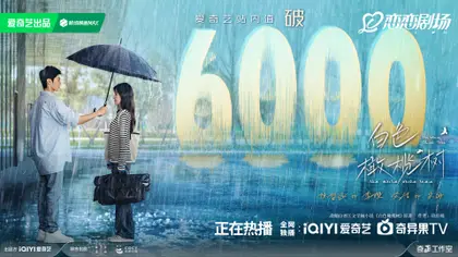 白色橄榄树 数据战报